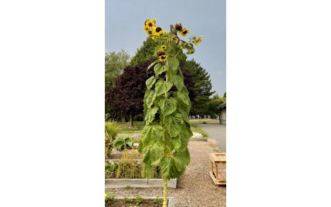 Tall sunflower in the school garden.
